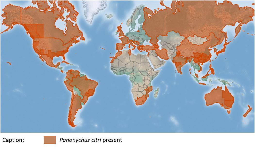 Worldwide distribution of Panonychus citri (Mc Gregor). Map from CABI 2017. Invasive Species Compendium. Wallingford, UK: CAB International. 