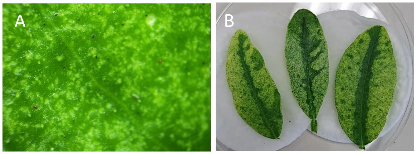 Damage induced by Panonychus citri (McGregor) on citrus leaves. A: Mesophyll collapse view with a stereomicroscope B: Stippling damage. 