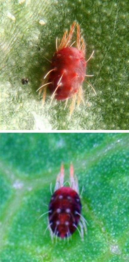 Top: Panonychus citri (McGregor) and Bottom: Panonychus ulmi (Koch). 