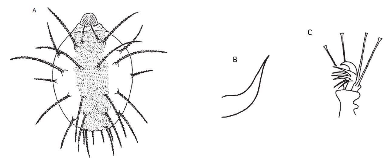 Drawing of Panonychus citri (McGregor). A: Dorsal view of female and setae, B: Aedeagus, C: Pretarsus I of female (from Vicenzo Vacante, Mediterranean University of Reggio Calabria).