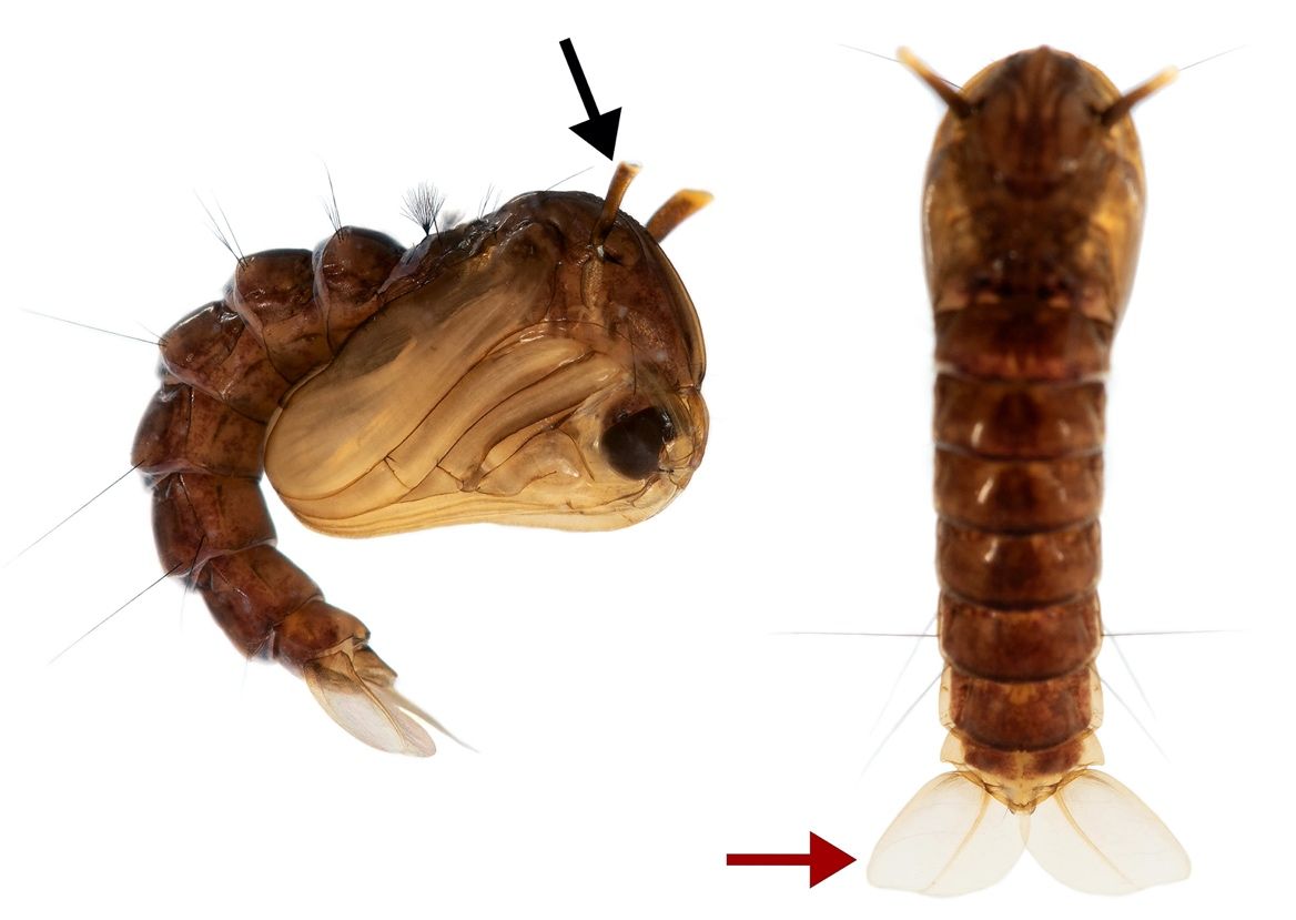 Lateral (left) and dorsal (right) views of a mosquito (Toxorhynchites rutilus (Dyar and Knab)) pupa illustrating the respiratory trumpets (black arrow) on the cephalothorax and paddles at the end of the abdomen (red arrow). Note that the pupae in this figure are not Uranotaenia sapphirina but are intended to illustrate basic pupal morphology of mosquitoes. 