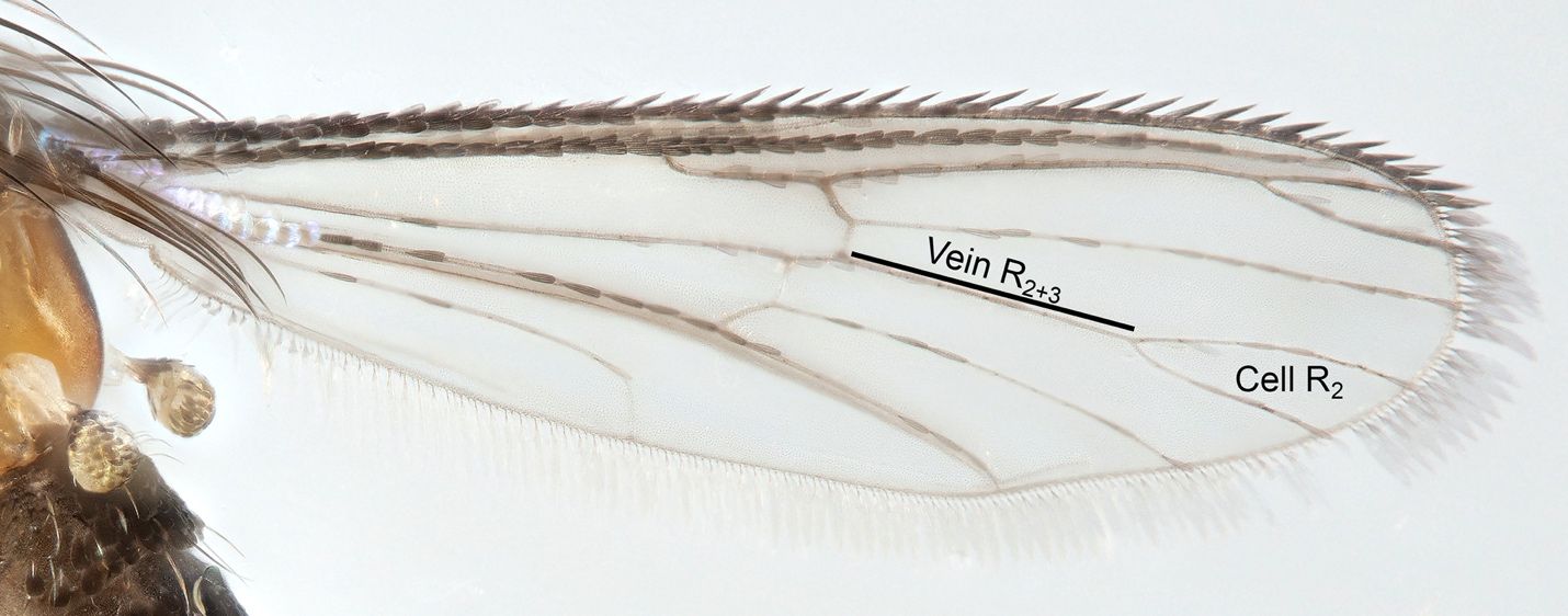 Adult Uranotaenia lowii Theobald wing, illustrating cell R2 and vein R2+3.