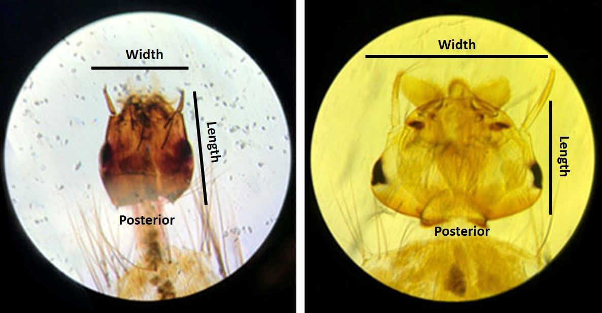 Head of larval Uranotaenia sapphirina Osten Sacken (left). Note the narrow appearance of the head, with a length that is greater than its width. Compare with Aedes spp. larva (right), with head width greater than the length. 