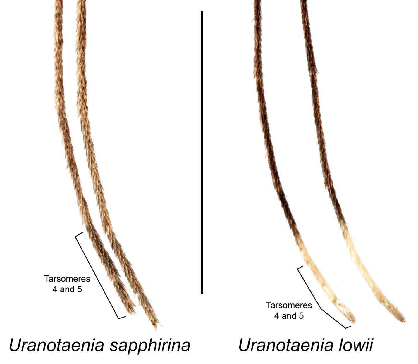 Hind tarsi of adult Uranotaenia sapphirina Osten Sacken and Uranotaenia lowii Theobald. Tarsomeres 4 and 5 of the hind legs are entirely dark scaled in Uranotaenia sapphirina, while in Uranotaenia lowii tarsomeres 4 and 5 are entirely pale scaled. 