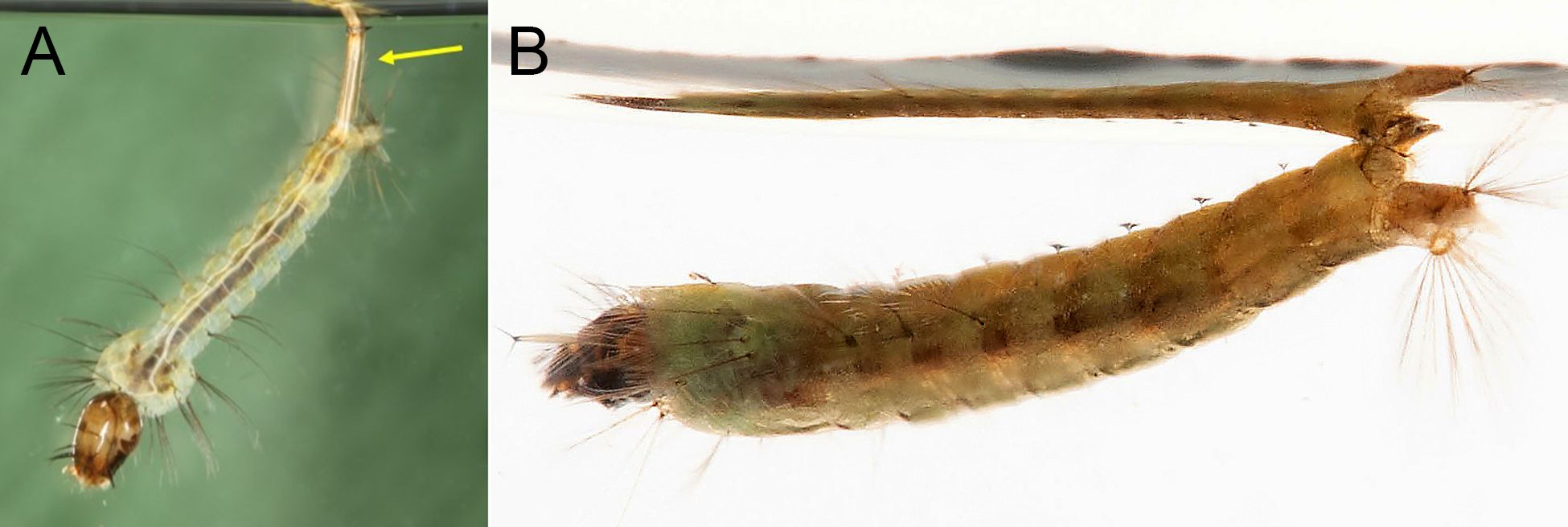 Larva of Uranotaenia sapphirina Osten Sacken (A) with arrow pointing to siphon. Credit: Nathan Burkett-Cadena, UF/IFAS. Compare with larva of Anopheles crucians Wiedemann (B). Both Uranotaenia and Anopheles species larvae may rest nearly parallel to the surface of the water, but the genera can be distinguished by the presence of a siphon (yellow arrow) in Uranotaenia larvae, and the absence of this structure in Anopheles species larvae.