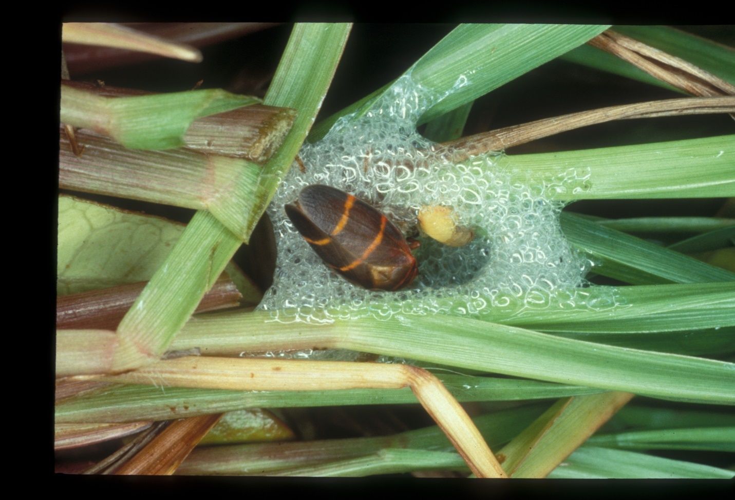Newly emerged adult and young nymph of the two-lined spittlebug, Prosapia bicincta (Say), in a spittle mass on turfgrass. 