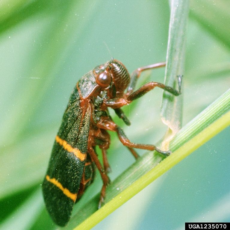 Side view of an adult two-lined spittlebug, Prosapia bicincta (Say) on bermudagrass displaying its red legs. 