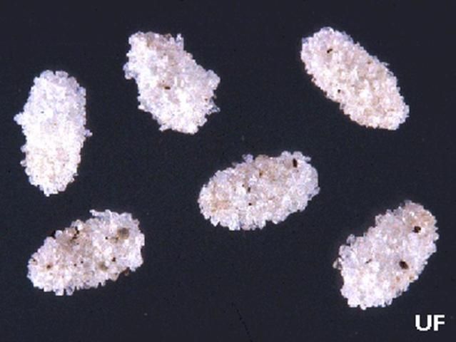 Figure 4. Pupae of the cat flea, Ctenocephalides felis (Bouché)