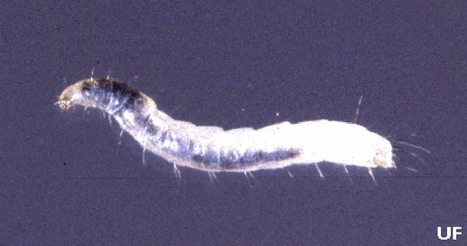 Figure 3. Larva of the cat flea Ctenocephalides felis (Bouché).