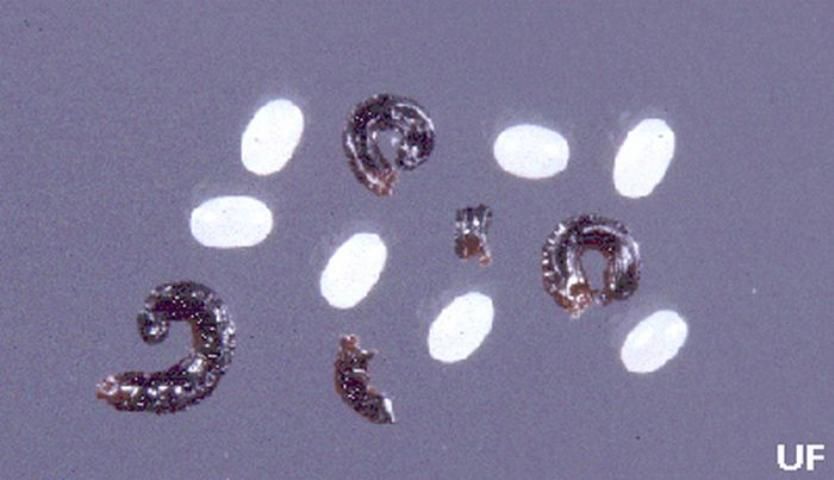 Figure 2. Cat flea eggs (white ovals) and feces, Ctenocephalides felis (Bouché).
