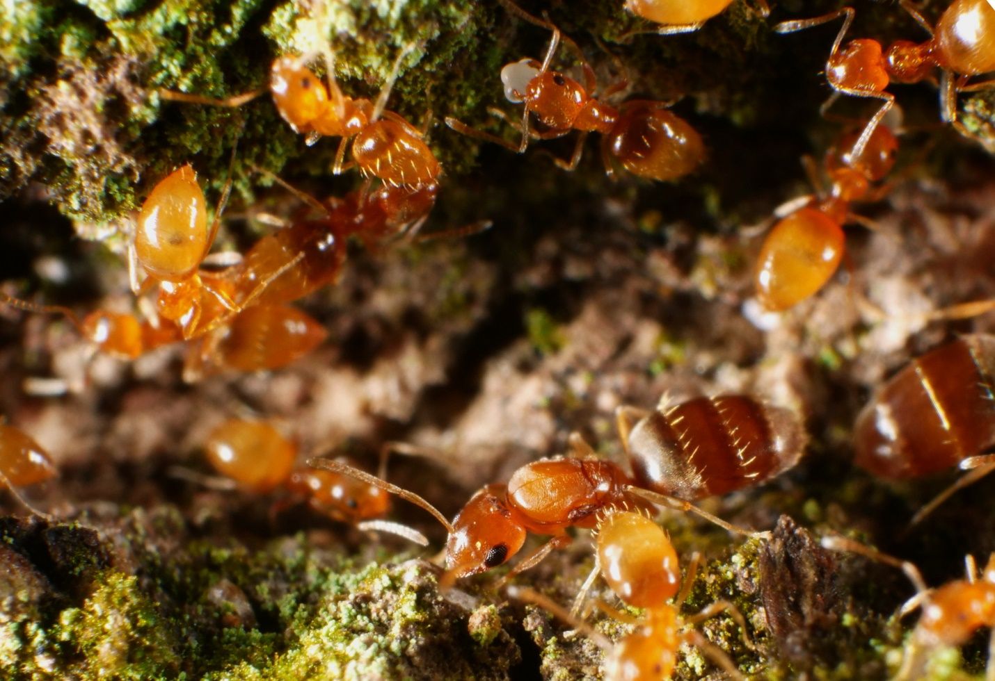 Part of a Plagiolepis alluaudi Emery colony in the process of relocating. Note multiple queens (large bodied and darker than smaller workers) and brood (in mandibles of worker at top, center of photograph). Here, the colony moves in the open, on the surface of a tree trunk. 