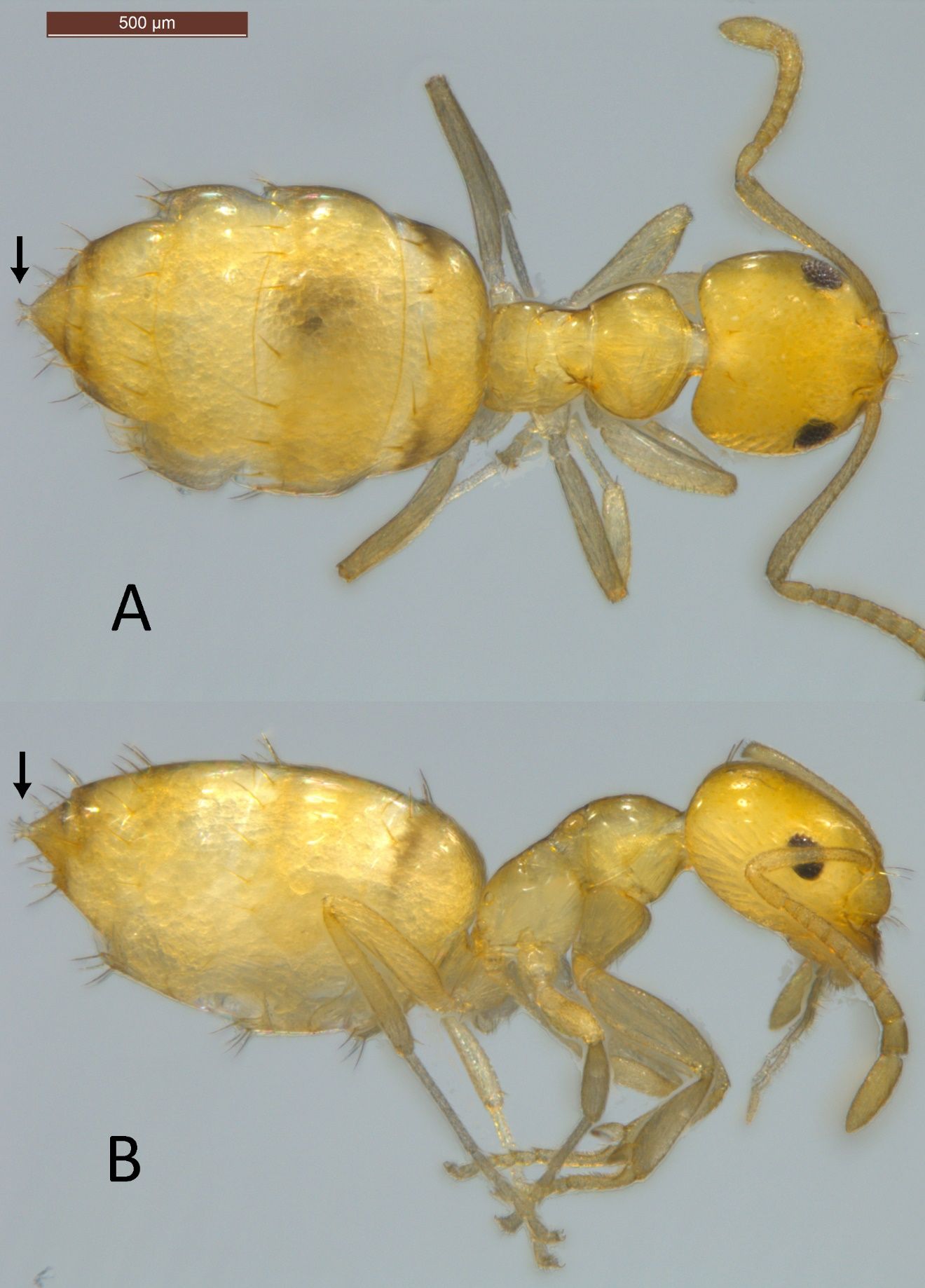 Plagiolepis alluaudi Emery worker. A: dorsal view, B: lateral view. Arrows indicate the acidopore. 