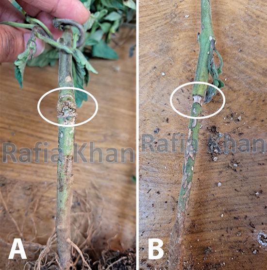 Injured tomato seedlings (Girdle) (A and B) by nymphs and adults of three-cornered alfalfa hopper, Spissistilus festinus Say (Green circle). 