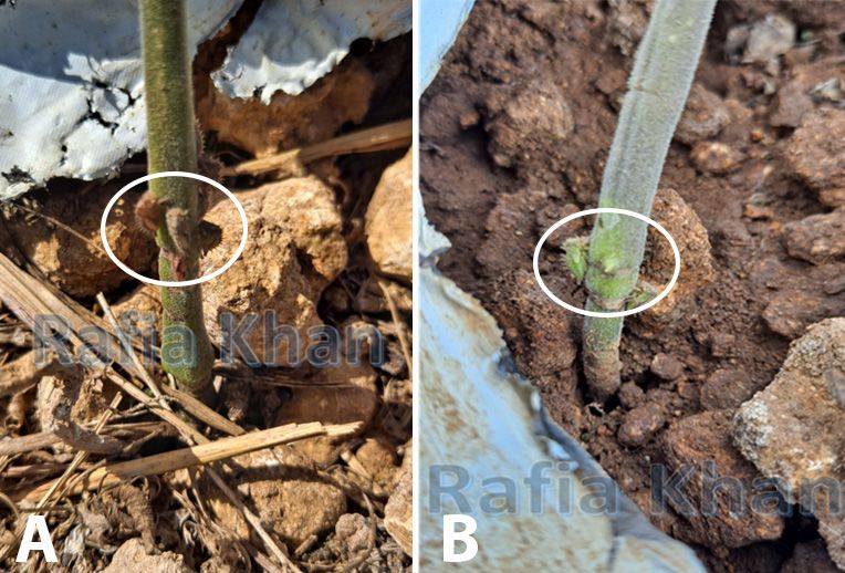 Nymphs of three-cornered alfalfa hopper, Spissistilus festinus Say, fed on tomato plant (Green circle) (A and B). 