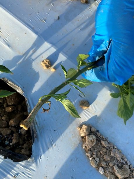 Stem breakage caused by three-cornered alfalfa hopper, Spissistilus festinus Say, on pepper plant. 