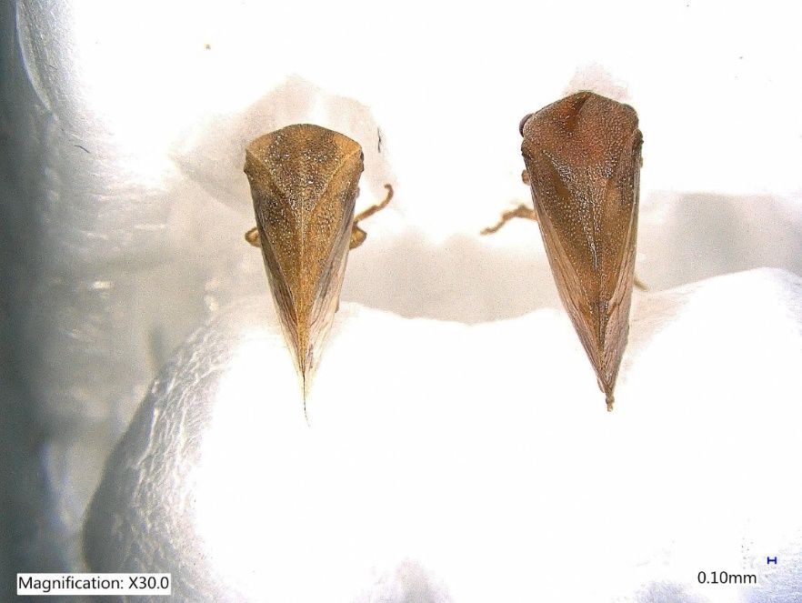 Adult male (A) and female (B) three-cornered alfalfa hopper, Spissistilus festinus Say, (Dorsal view). 
