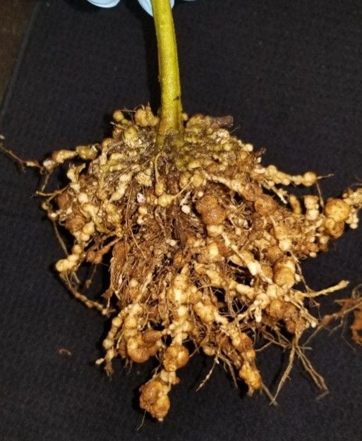 Severe root galling induced by Meloidogyne enterolobii on tomato. 