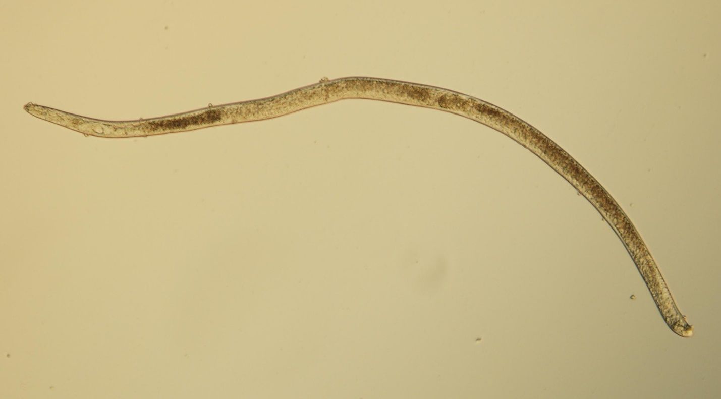 Meloidogyne male at 400x magnification. Males are worm-shaped with rounded heads and tails. 