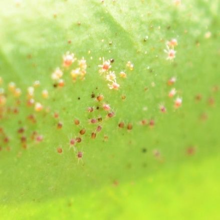 ENY2082/IN1374: Plant-Feeding Mites in Citrus