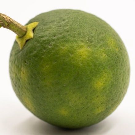 A green apple with a stem  Description automatically generated with medium confidence