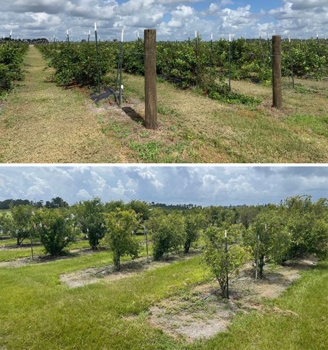 Blackberry orchard (top) and pomegranate orchard (bottom) at UF/IFAS GCREC in Wimauma. 