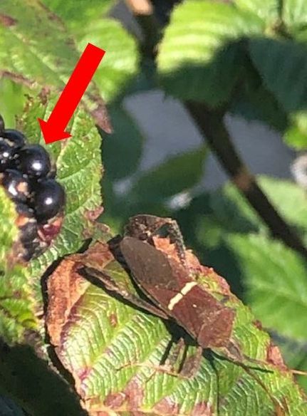 Leaffooted bug on blackberry bush; notice drupelet damage on the berry (red arrow).