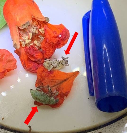 Southern citrus root weevil adults found inside pomegranate flowers.