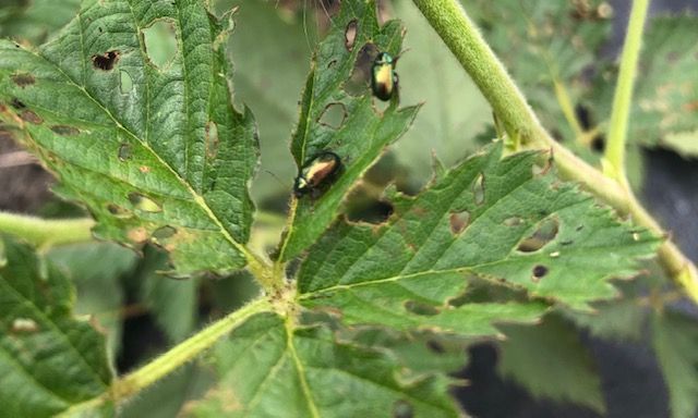 Flea beetles actively feeding on blackberry bush. 