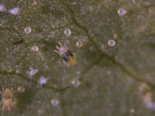 Twospotted spider mite and eggs. 