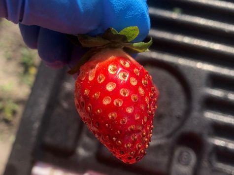 Strawberry seed bug injury on ripe fruit. 