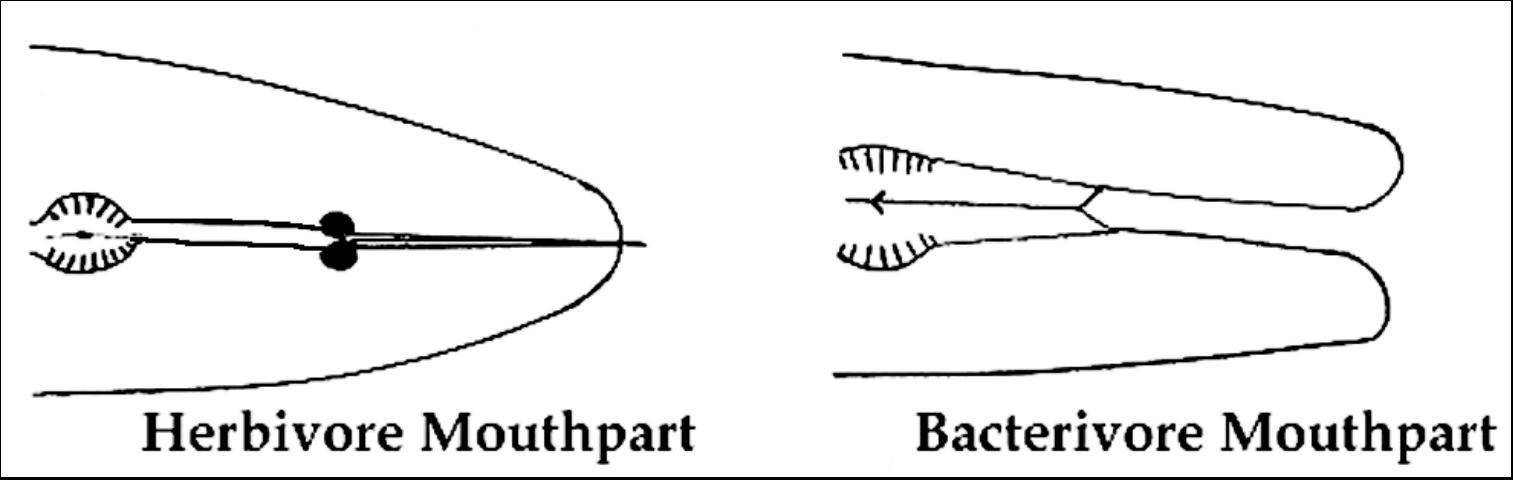 Figure 2. Head regions of a herbivore (left) and nematode bacterivore (right). In the herbivore, the mouthpart is modified into a sytlet for puncturing plant cells. In the bacterivore, the mouth or stoma is a hollow tube.