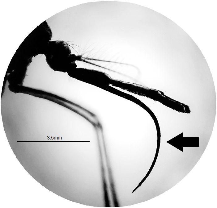 Proboscis of adult female of Toxorhynchites rutilus. Arrow indicates the proboscis exhibiting a downward bend. 