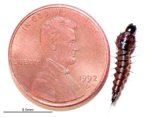 The size of aquatic larval stage (fourth instar) of Toxorhynchites rutilus compared with a U.S. penny. Photo was taken out of water for size comparison. 