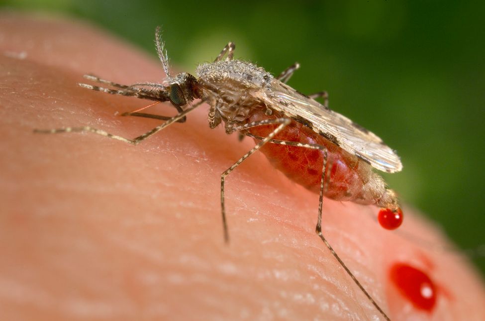 Adult female of Anopheles stephensi obtaining a blood meal from the human skin surface. The discharge of fluid from the posterior abdomen is attributable to diuresis, which can occur during or after the act of blood feeding, a process that removes excess water and salt (sodium chloride). 