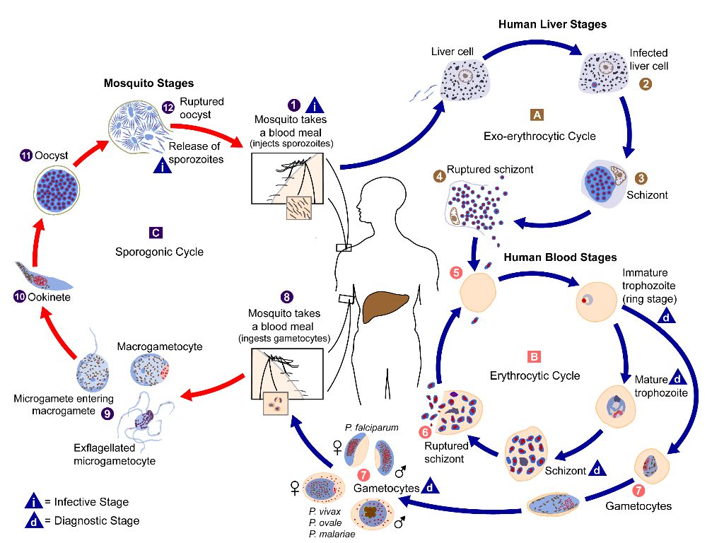 The life cycle of the malaria parasites inside a human and Anopheles mosquito. 