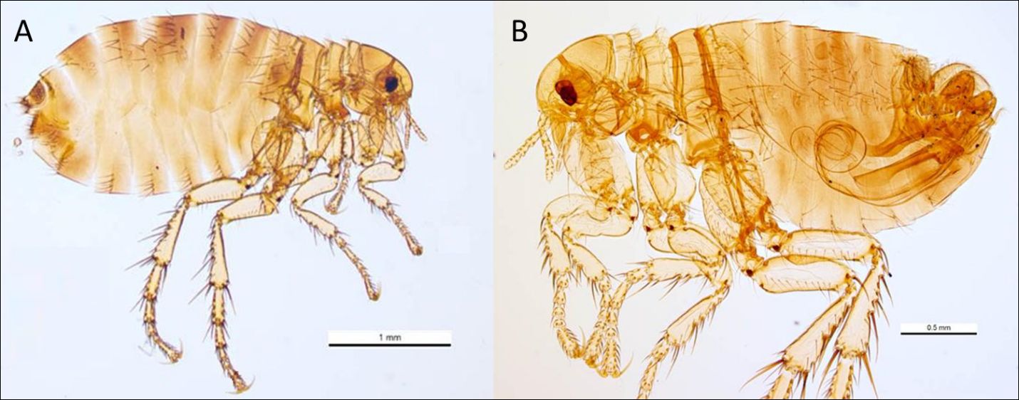 Lateral view of Pulex irritans Linnaeus, 1753. A typical adult female specimen (A) and a typical adult male specimen (B) are shown; note the distinctive and readily visible aedeagus (male sexual organ) clearly visible in (B). Note the difference in the scale, indicating that the female flea is typically larger than the male. 