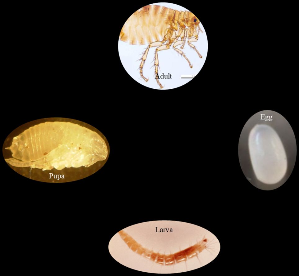 Generalized flea life cycle showing all developmental stages, clockwise from egg to adult.