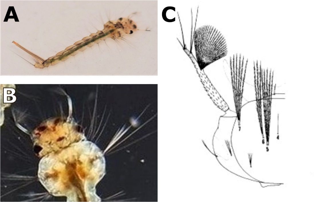 A) Culex coronator larvae, whole body; B) Culex coronator head and thorax of larvae; C) Illustration of Culex coronator head.