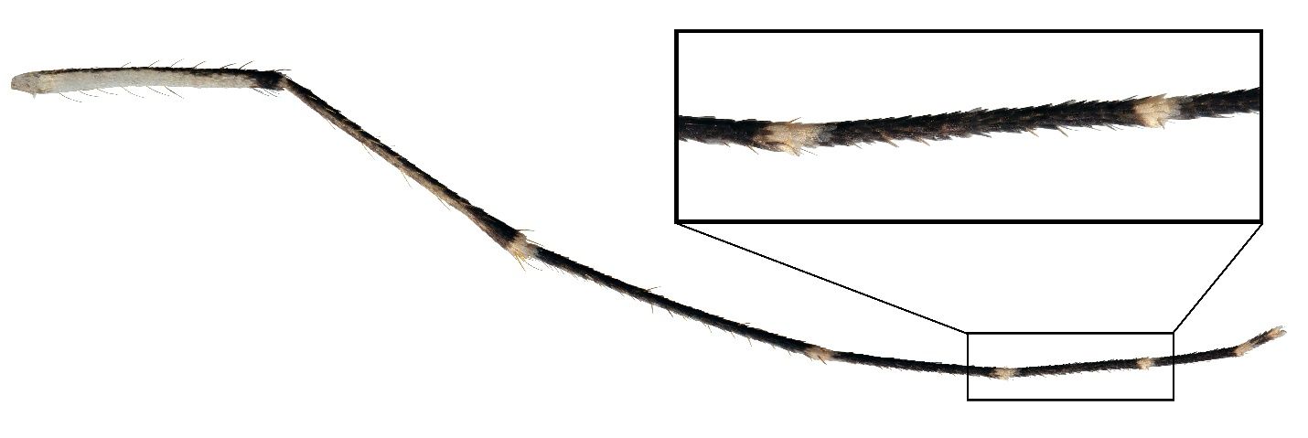 A leg of Culex coronator; inset showing a closeup of the tarsal bands.