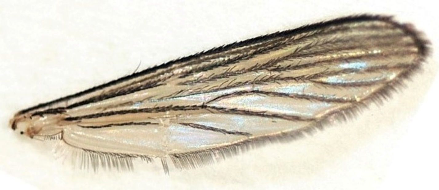 Culex coronator wing. 