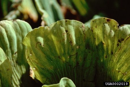 Feeding damage and larval tunnels caused by the waterlettuce weevils in Pistia stratiotes leaves. 
