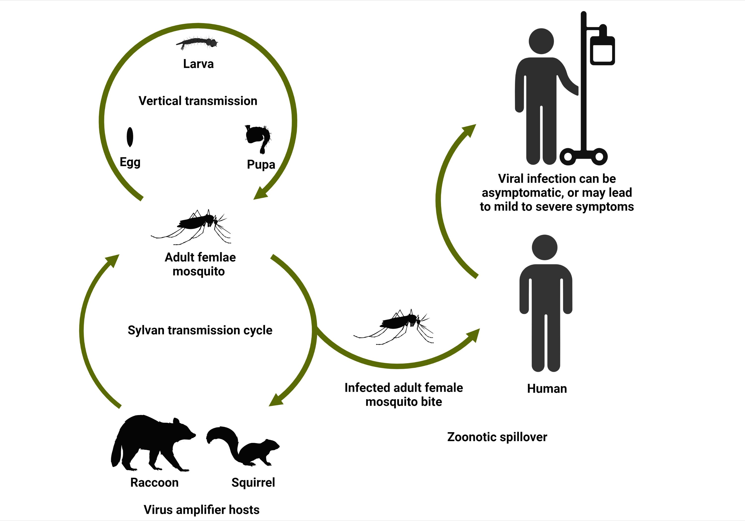 Expected transmission cycle of KEYV. Zoonotic spillover events in which a human is infected by the bite of a KEYV-infected mosquito can be asymptomatic, or they may lead to mild symptoms like fever or rash, or severe symptoms like encephalitis-related neurological problems. 