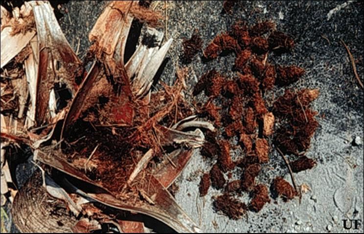 Figure 10. Cocoons (right) of the palmetto weevil, Rhynchophorus cruentatus Fabricius.