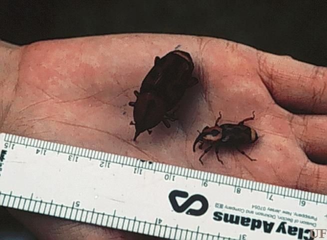 Figure 6. Adults of the palmetto weevil, Rhynchophorus cruentatus Fabricius, showing variable size.