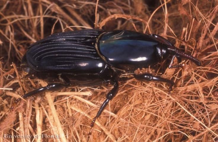Figure 3. Lateral view of the palmetto weevil, Rhynchophorus cruentatus Fabricius, with a solid black color.