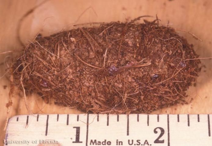 Figure 11. Pupal case of the palmetto weevil, Rhynchophorus cruentatus Fabricius.