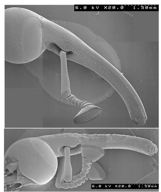 Figure 7. A SEM comparison of the rostra of the female (top) and male (bottom) palmetto weevil, Rhynchophorus cruentatus Fabricius.
