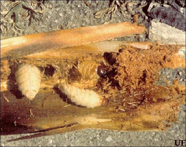 Figure 9. Palmetto weevil, Rhynchophorus cruentatus Fabricius, grubs feeding in palm crown.