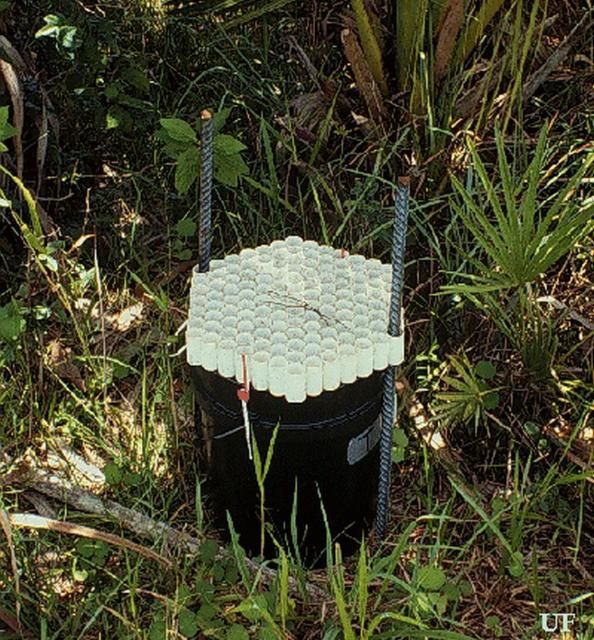 Figure 15. Bucket trap used to capture palmetto weevil adults.