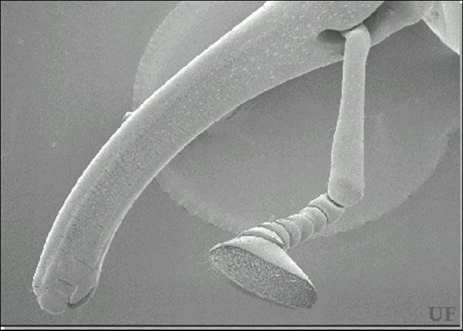Figure 1. SEM of a smooth and ventrally curved adult female rostrum of the palmetto weevil, Rhynchophorus cruentatus Fabricius.